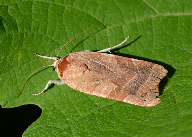 Noctuidae da determinare